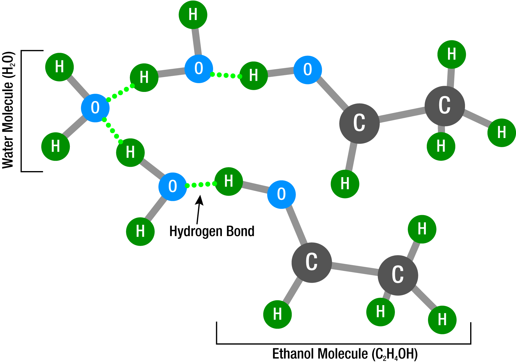 Ethanol and water hydrogen bond